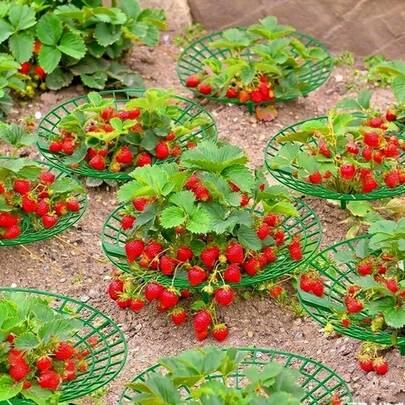 10 st gröna jordgubbsstöd - Rostskyddande trädgårdstillbehör, öppen rutmönsterdesign främjar luftcirkulationen, förhindrar röta, hjälper frukt att växa hälsosamt - Perfekt för trädgårds- och växtentusiaster, en planteringsassistent