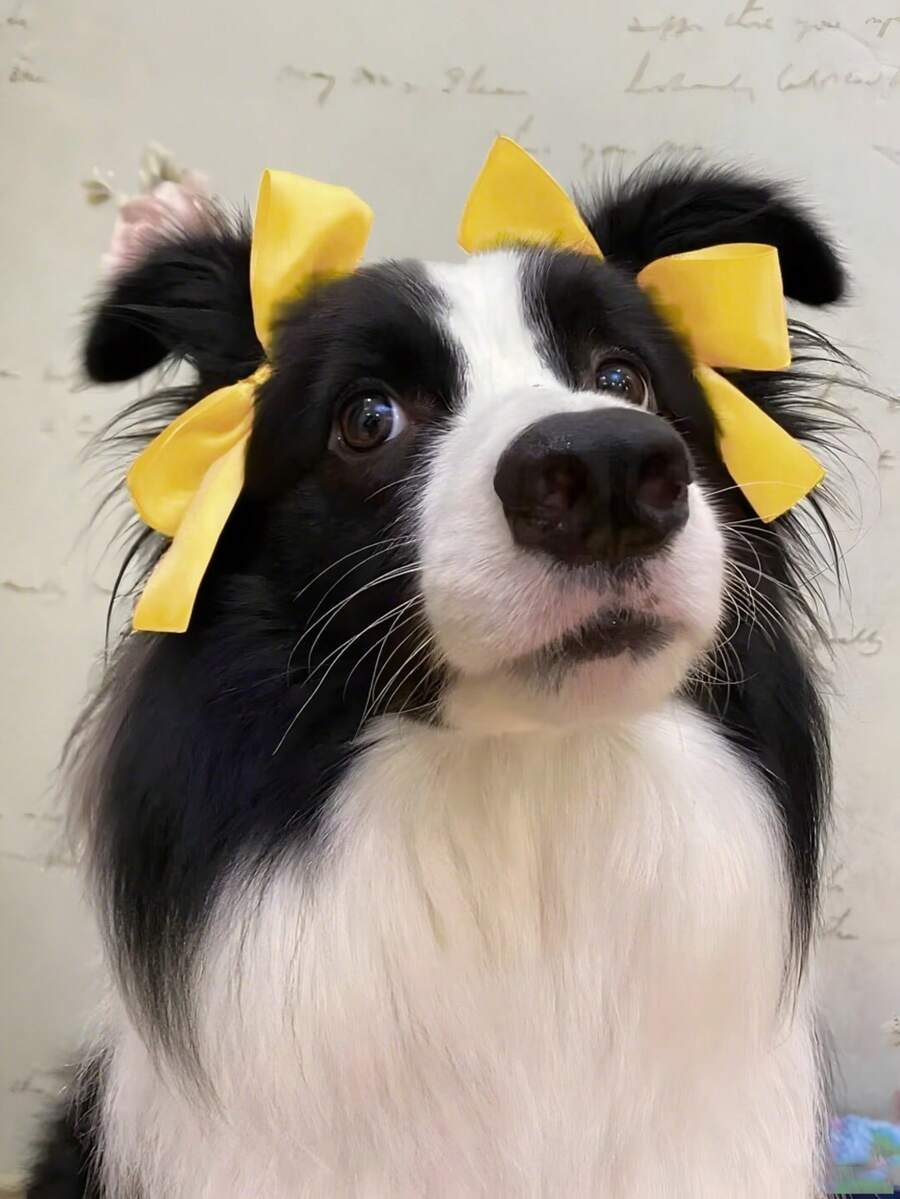 2个宠物蝴蝶结发夹，可爱猫狗侧夹顶夹发饰 - 薑色 - 查看 1