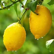 Premium Lemon Tree Seedlings - Compact Edible Fruit Plants For GardenPots, Abundant Juicy Harvest, Fast Delivery & Most Favorable Price - C - 查看 4