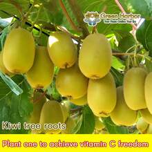 The Red Heart Kiwifruit Has A Good Living Root System, The Cold-Resistant Kiwifruit Tree Seedlings, The Kiwifruit Vine Plants, And The Climbing Fruit Tree Seedlings Are Suitable For Courtyards. - C - 查看 4