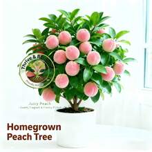 New Arrival Dwarf Live Honey Peach Tree Seedling - Cold-Tolerant With Well-Developed Root System, Easy To Grow & Maintain, Beginner-Friendly For Outdoor Courtyard And Compact Home Garden Planting - C - View 4