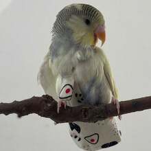 1pc New Adjustable & Diaper Suit For Long-Tailed Parrots - 1PC - View 4