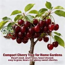 Authentic Cherry Seedlings - Farmer-Endorsed, Fast-Bearing (Fruit In 1st Year), Easy Cultivation, Cold-Hardy, Ideal For Patio And Garden Planting - C - View 5