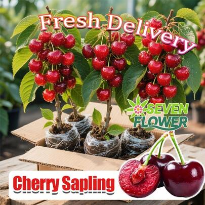 Authentic Cherry Seedlings - Farmer-Endorsed, Fast-Bearing (Fruit In 1st Year), Easy Cultivation, Cold-Hardy, Ideal For Patio And Garden Planting