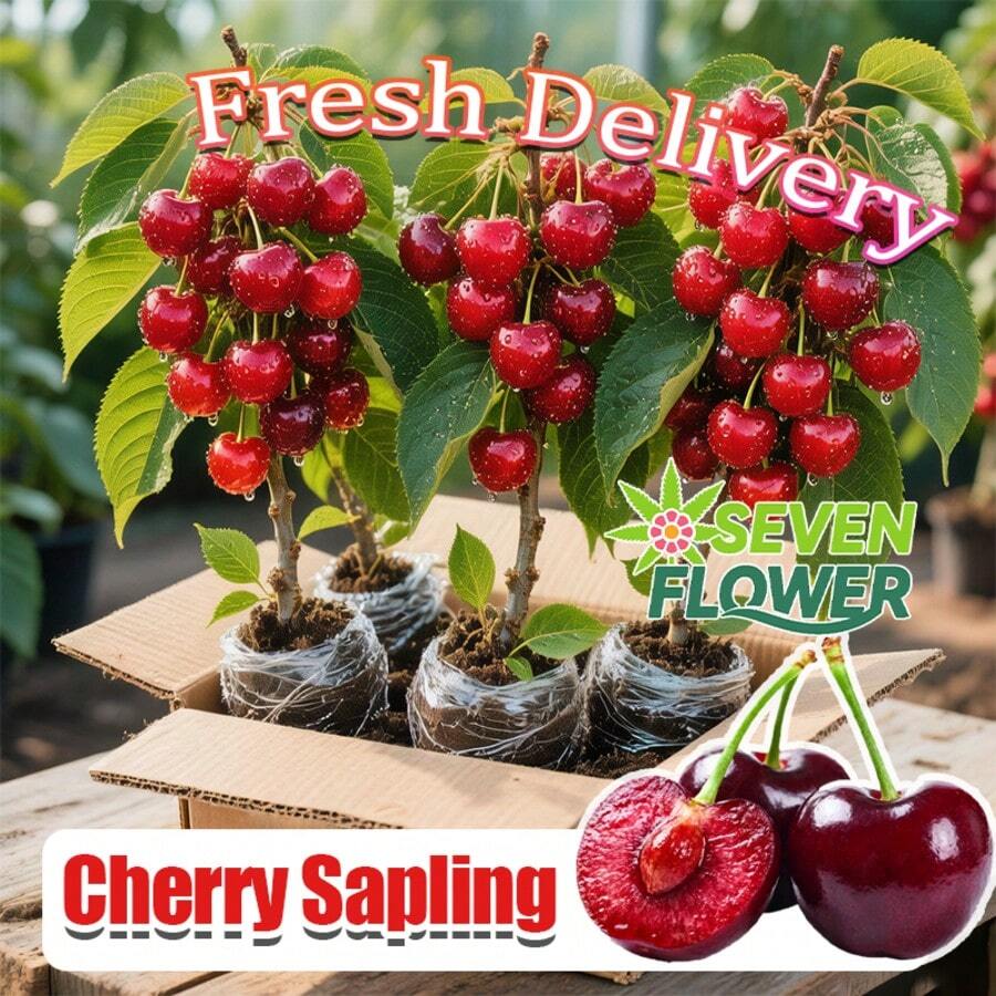 Authentic Cherry Seedlings - Farmer-Endorsed, Fast-Bearing (Fruit In 1st Year), Easy Cultivation, Cold-Hardy, Ideal For Patio And Garden Planting - C - View 1