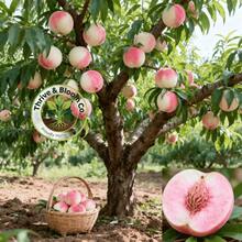 New Arrival Dwarf Live Honey Peach Tree Seedling - Cold-Tolerant With Well-Developed Root System, Easy To Grow & Maintain, Beginner-Friendly For Outdoor Courtyard And Compact Home Garden Planting - C - View 2