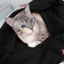 Pet Blankets & Covers - 黑色 - 查看 5