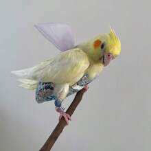 1-2pcs Pet Bird Parrot Mesh Harness, Bird Diaper + Leash (Random Print) - Multicolor - View 6