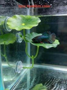 1个斗鱼叶子吊床，超宽鱼缸植物装饰和休息床，水族箱装饰人造叶子，改善斗鱼健康 - 天然、有机、舒适的鱼缸休息区 - B - 查看 9