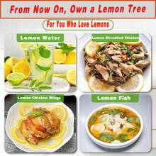 Premium Lemon Tree Seedlings - Compact Edible Fruit Plants For GardenPots, Abundant Juicy Harvest, Fast Delivery & Most Favorable Price - C - 查看 9