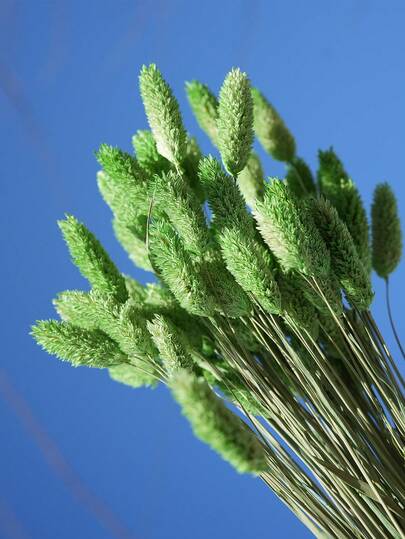 25/50/100pcs Gem Grass Dried Flowers/Preserved Flowers, Multi-Color Options, For Home Decor, Vase Decoration, DIY Bouquets, Cake Decoration