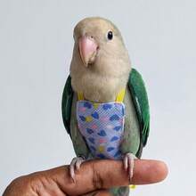 1-2片装可水洗鸟类尿布/尿片，鹦鹉飞行服，可重复使用的鹦鹉尿布，适用于小型鹦鹉、玄凤鹦鹉、长尾鹦鹉、金丝雀（随机图案） - 彩色 - 查看 6