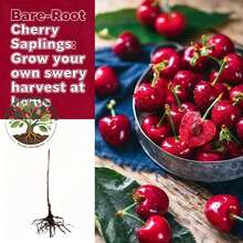 Authentic Cherry Seedlings - Farmer-Endorsed, Fast-Bearing (Fruit In 1st Year), Easy Cultivation, Cold-Hardy, Ideal For Patio And Garden Planting - C - View 4