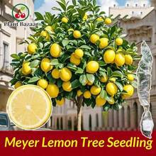Premium Lemon Tree Seedlings - Compact Edible Fruit Plants For GardenPots, Abundant Juicy Harvest, Fast Delivery & Most Favorable Price - C - 查看 7