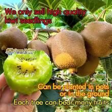 The Red Heart Kiwifruit Has A Good Living Root System, The Cold-Resistant Kiwifruit Tree Seedlings, The Kiwifruit Vine Plants, And The Climbing Fruit Tree Seedlings Are Suitable For Courtyards. - C - 查看 9