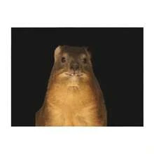 Rock Hyrax Photo - Dassie Cute Vampire Potato Throw Blanket Cute Bed Covers Picnic Sleeping Bag Blankets - 黑色 - 查看 1