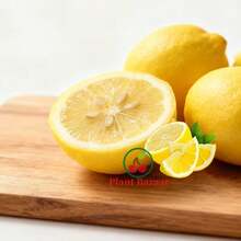 Premium Lemon Tree Seedlings - Compact Edible Fruit Plants For GardenPots, Abundant Juicy Harvest, Fast Delivery & Most Favorable Price - C - 查看 6