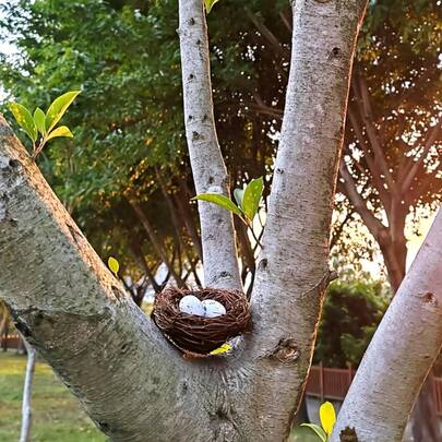 这款多功能鸟巢鸟雕组合，采用中性自然色调的树枝鸟巢和逼真的鸟儿细节，可与从温馨乡村风到现代简约风的各种风格完美搭配。它可以用来点缀复活节彩蛋，为插花增添层次感，或在窗台上打造迷人的微缩景观。非常适合从复活节过渡到春夏时节。