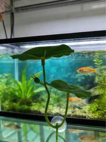 1个斗鱼叶子吊床，超宽鱼缸植物装饰和休息床，水族箱装饰人造叶子，改善斗鱼健康 - 天然、有机、舒适的鱼缸休息区 - B - 查看 5