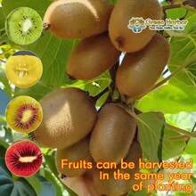 The Red Heart Kiwifruit Has A Good Living Root System, The Cold-Resistant Kiwifruit Tree Seedlings, The Kiwifruit Vine Plants, And The Climbing Fruit Tree Seedlings Are Suitable For Courtyards. - C - 查看 7
