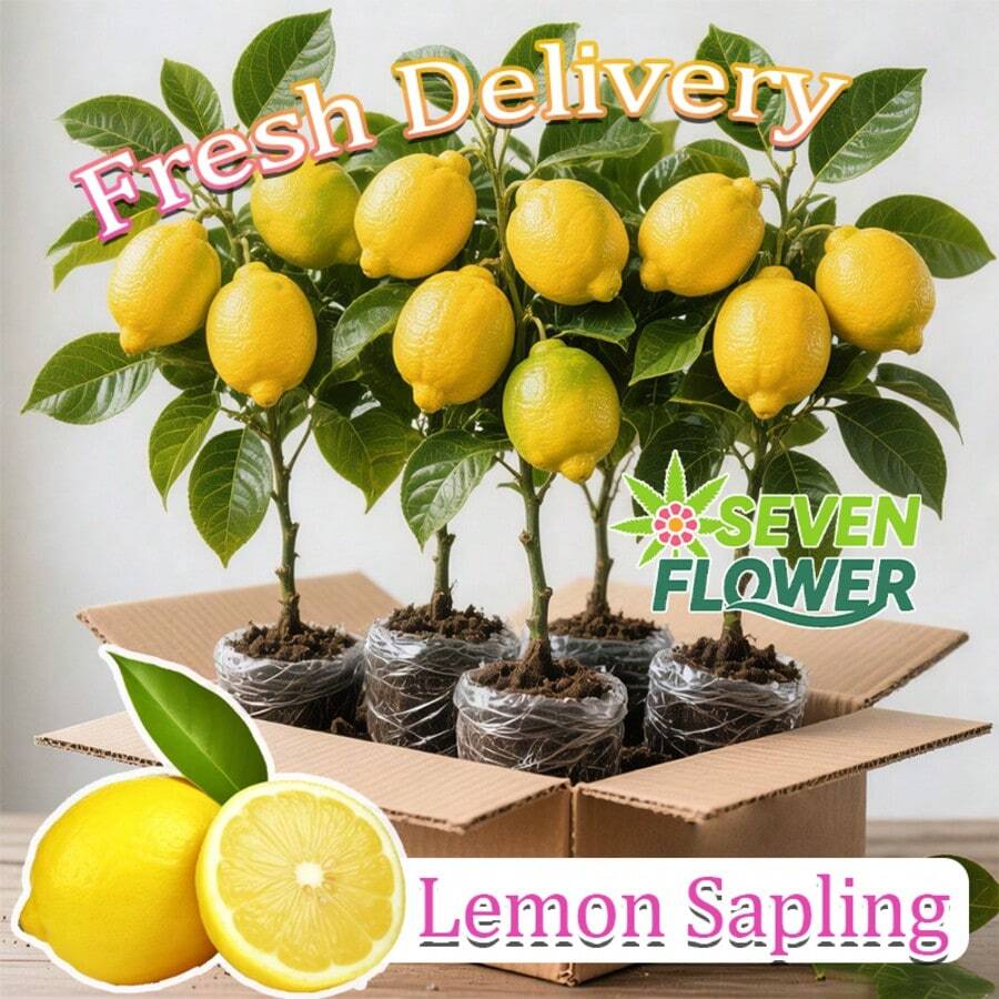 Premium Lemon Tree Seedlings - Compact Edible Fruit Plants For GardenPots, Abundant Juicy Harvest, Fast Delivery & Most Favorable Price - C - 查看 1
