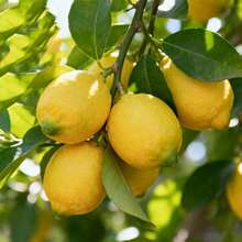 Premium Lemon Tree Seedlings - Compact Edible Fruit Plants For GardenPots, Abundant Juicy Harvest, Fast Delivery & Most Favorable Price - C - 查看 3
