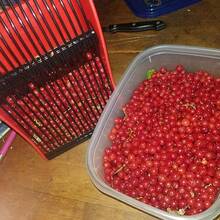 Heavy Duty Red Plastic Berry Picker With Metal Comb And Ergonomic Handle - Large Capacity (800-900 Berries) Blueberry Rake Scoop, Suitable For Elderberries, Lingonberries, Huckleberries, Cloudberries - Dishwasher Fruit Picking Tool - Multicolor - View 6