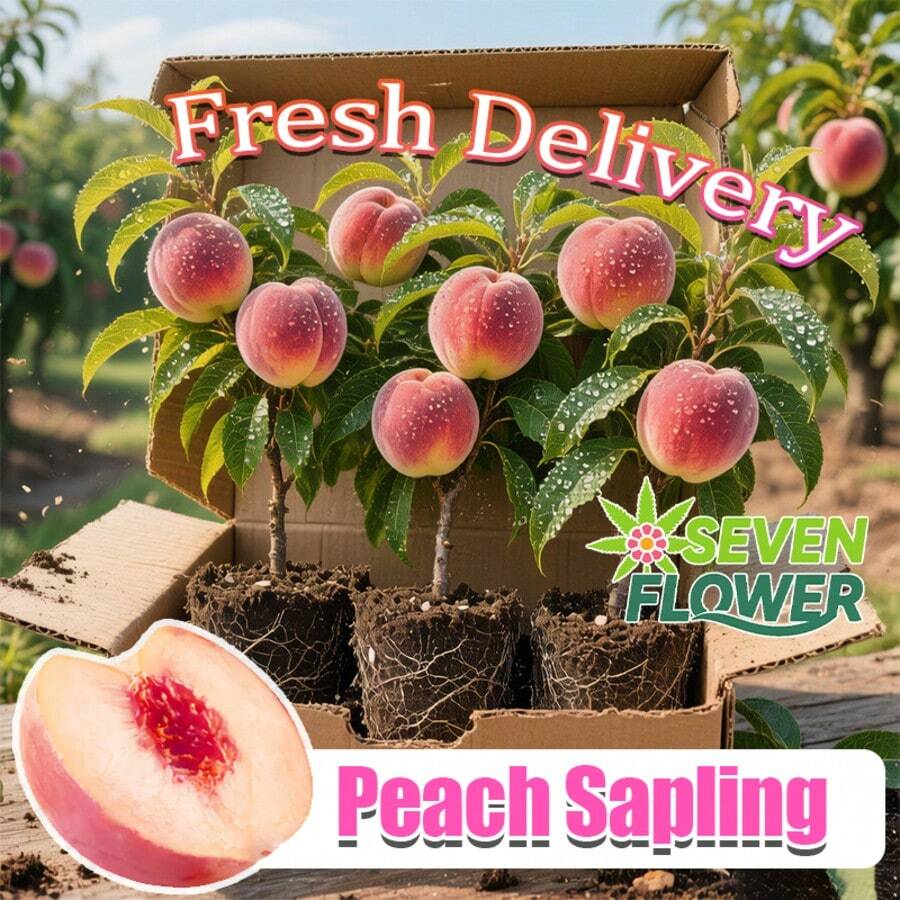 Nuevo árbol de melocotón de miel enano - Tolerante al frío con un sistema radicular bien desarrollado, fácil de cultivar y mantener, ideal para principiantes para plantar en patios exteriores y jardines compactos del hogar - C - Ver 1