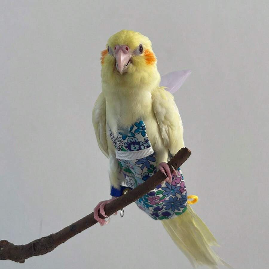 1-2pcs Pet Bird Parrot Mesh Harness, Bird Diaper + Leash (Random Print) - Multicolor - View 1