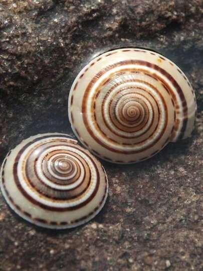 2pcs Natural Large Conch Shells, Grass Hat Snails, Wheel Snails, Fish Tank Landscaping, White Coral Ornaments, Starfish Marine Specimens Collection Home Decor; Home Furnishings Home Decoration Accessorie Home Decoration Ornaments, Living Room Decoration Ornaments, Holiday Decorations, Wall Stickers Decorations