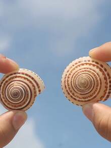 2pcs/Set Large Natural Seashells, Turbo Shells, Coral, Starfish Specimens, Home Decor, Living Room Decor, Holiday Decor, Wall Stickers - one-size - View 3