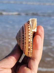 2pcs/Set Large Natural Seashells, Turbo Shells, Coral, Starfish Specimens, Home Decor, Living Room Decor, Holiday Decor, Wall Stickers - one-size - View 6
