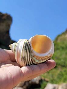 条纹银口蜗牛寄居蟹替换壳卷贝壳鱼天然大号海螺壳装饰品鱼缸景观装饰家居装饰配件家居装饰品、客厅装饰品、节日装饰品、墙贴装饰品 - 均碼 - 查看 5