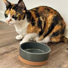 Mora Ceramic Pet Bowl Size Small - Food\/Water Dish For Puppy Dogs, Cats, Guinea Pig, Rabbit, Hamster, Snake, Ect. 11oz Or 2 Cups - Basic Bowls For Your Dog Or Cat, Mix And Match For A Set - Charcoal - ColorA - 查看 7