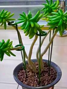 5pcs Orchid Support Stakes, Butterfly Orchid Plant Flower Pot Holder Rack - A - View 2