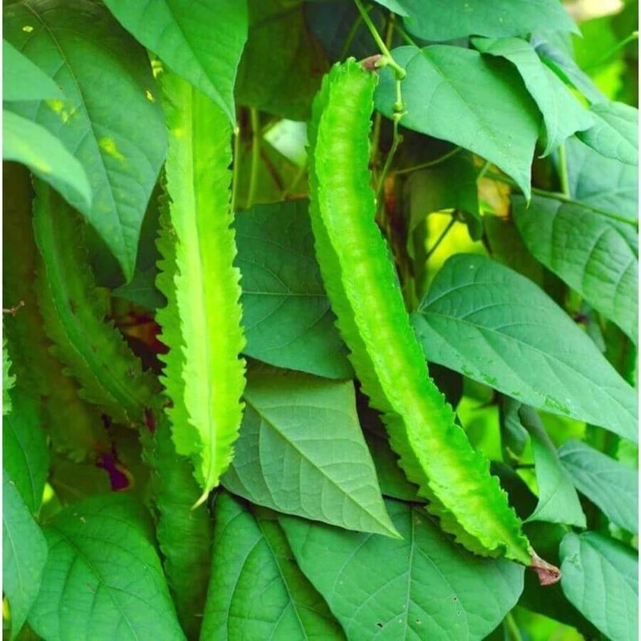 Two Hundred Asian Flying Bean S.Eeds - Easy To Grow Live Plants, Vegetable S.Eeds, Hosta S.Eeds, Gardening S.Eeds, Outdoor Flower S.Eeds, Sowing S.Eeds, Gardening , All Outdoor Plants, Garden Plants, Outdoor Mosquito Repellent S.Eeds, Planting S.Eeds, Perennial Flower S.Eeds, Plant S.Eeds - 200 - 查看 1