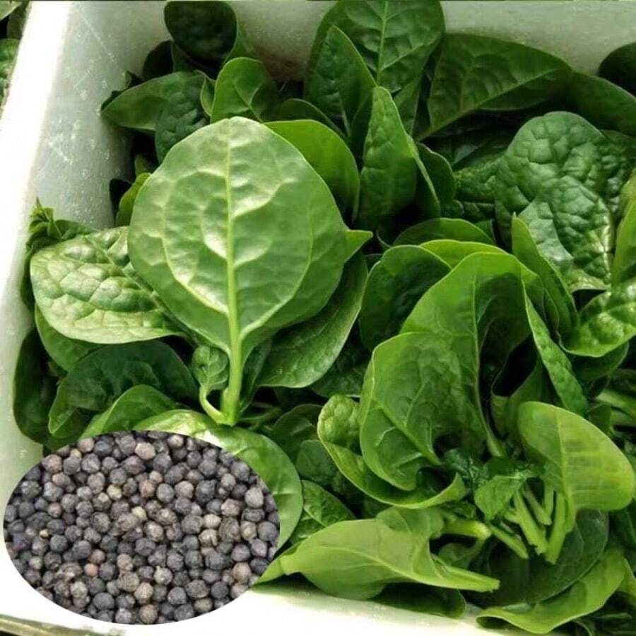 Large-Leaf Auricularia Auricula High-Yield Planting Rapeseed Large Round-Leaf Four-Season Vegetable S.Eedlings Vegetable 200 - 200pcs - View 1