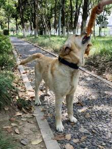 Plush Dog Toy With Crinkle Sound - Fox, Raccoon, Squirrel Shaped, Crinkle Noise, Interactive Puzzle Chew Toy For Dogs - Multicolor - View 6