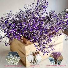 2000+ Hastes Buquê de Flores Secas Naturais de Bebê's Breath - Opções Multicoloridas, Buquê de Flores Reais Preservadas Branco Marfim de 16", Ramos de Encher Vaso, Para Decoração de Casamento, Centros de Mesa, Decoração Doméstica, Artesanato Floral DIY, Adereços de Fotografia, Suprimentos de Buquê DIY - Violeta - Visão 1