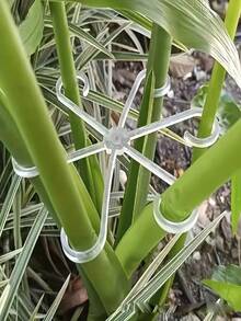 Plant Cages & Supports - Multicolor - View 2