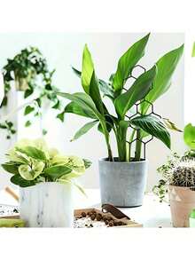 塑料植物支撑架,户外花园,园艺工具,花盆,适用于植物造型/固定 - 多色的 - 查看 4