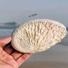 Aquarium Ornaments Sea Snail Shell, New Zealand Wave Abalone Shell, Fish Tank Landscaping Decoration, Starfish Specimen Collection, Home Decor, Mediterranean Style Small Ornaments, Home Decor, Home Decor, Ocean Landscaping Home Decor, Mediterranean - one-size - View 2