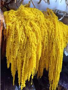 1/2/3/4/5 Hastes de Amaranto Penduradas, Buquê de Amaranto Pendurado, Decoração de Parede Pendurada, Decoração de Arco Floral, Arranjo de Flores Secas, Decoração de Casamento, Adereços de Fotografia - Amarelo limão - Visão 2