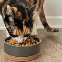 Mora Ceramic Pet Bowl Size Small - Food\/Water Dish For Puppy Dogs, Cats, Guinea Pig, Rabbit, Hamster, Snake, Ect. 11oz Or 2 Cups - Basic Bowls For Your Dog Or Cat, Mix And Match For A Set - Charcoal - ColorA - 查看 6