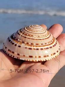 2pcs/Set Large Natural Seashells, Turbo Shells, Coral, Starfish Specimens, Home Decor, Living Room Decor, Holiday Decor, Wall Stickers - one-size - View 2