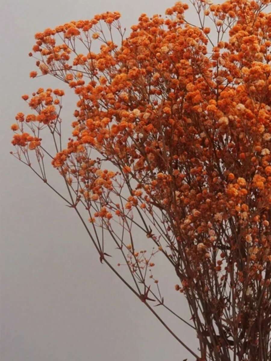 2000+ Hastes Buquê de Flores Secas Naturais de Bebê's Breath - Opções Multicoloridas, Buquê de Flores Reais Preservadas Branco Marfim de 16", Ramos de Encher Vaso, Para Decoração de Casamento, Centros de Mesa, Decoração Doméstica, Artesanato Floral DIY, Adereços de Fotografia, Suprimentos de Buquê DIY - laranja amarga - Visão 1