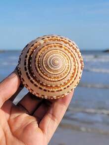 2pcs/Set Large Natural Seashells, Turbo Shells, Coral, Starfish Specimens, Home Decor, Living Room Decor, Holiday Decor, Wall Stickers - one-size - View 4
