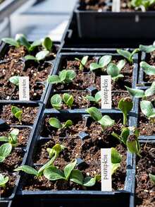 100个防水植物标签，塑料花园标签，盆栽标记，可重复使用防水育苗标签，植物名称标签，盆栽标记，适用于花卉和种子，必备园艺配件 - A - 查看 7