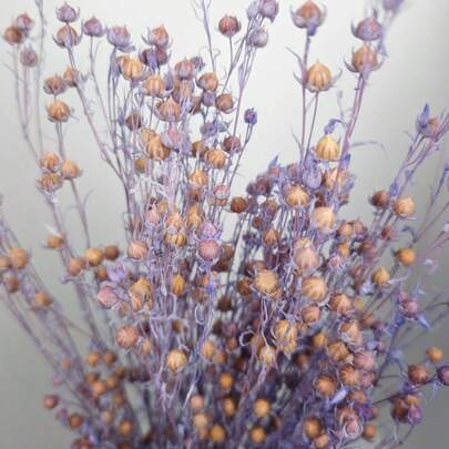 1 Bunch Preserved Sophora Japonica, Suitable For DIY Preserved Flower Rings, Bouquets, Envelope Decorations, Various Flower Arrangements, Preserved Flower Gift Box Fillers, Home Floral Decor, Photography Prop