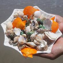 Assorted Beach Seashell Home Decor, Colorful Natural Seashells For Party Wedding Decoration, Natural Conch Shells, Large Green Snail Shells, Crab Shells, Fish Tank, Landscape Decoration, Cabinet, Home Office, Wealth Decoration, Succulent Planter, Mediterranean Style Small Decor, Marine Landscape, DIY Crafts (Style And Size Random) - Multicolor - View 3